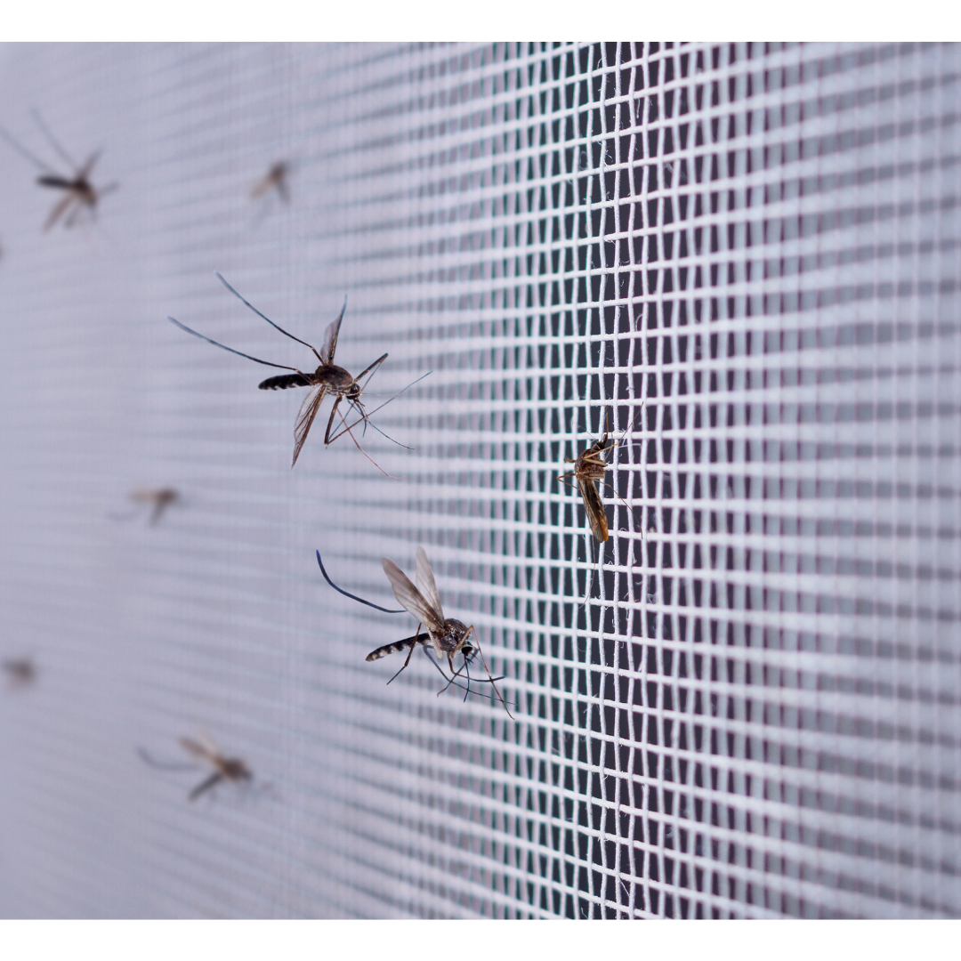 Insektenschutznetz (Breite 6m)