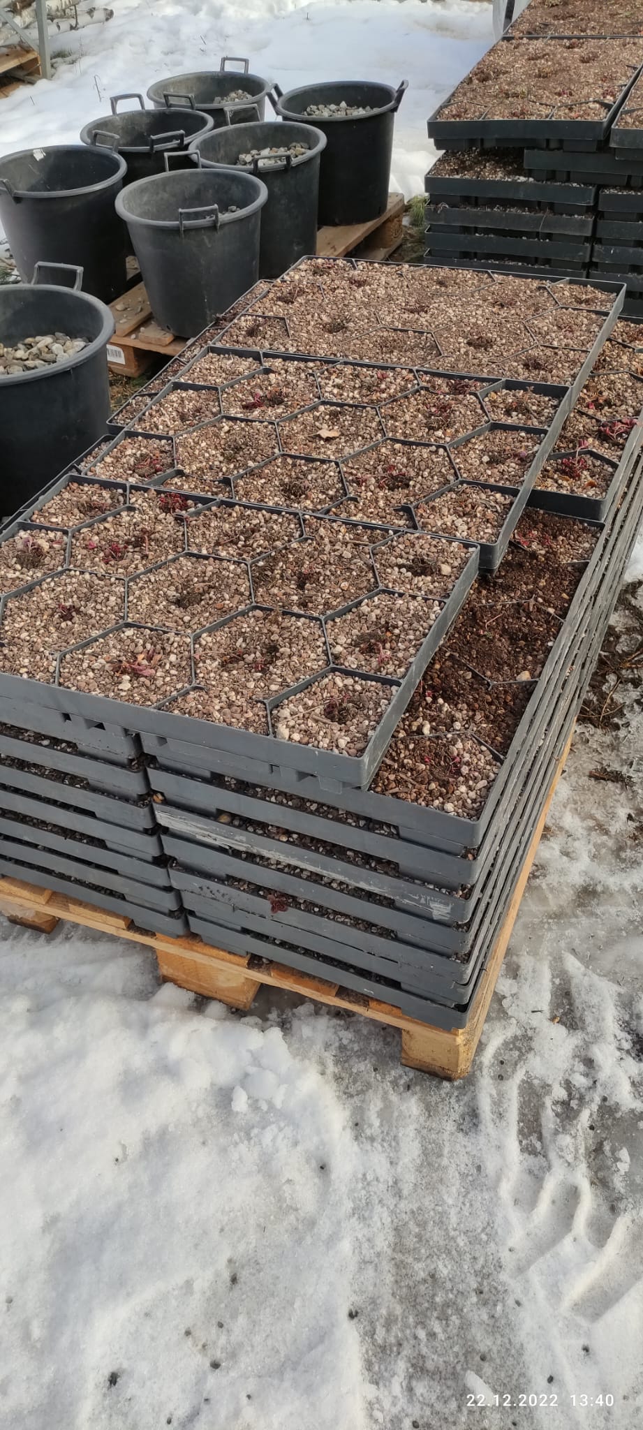 ECOSEDUM-Pack 65 (Für Ihr grünes Dach)