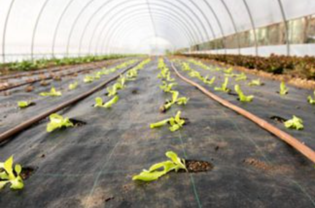 Fermatelo per Pacciamatura (20cm)