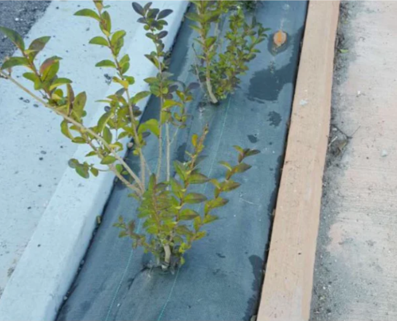 Mulchfolie - Breite 262cm