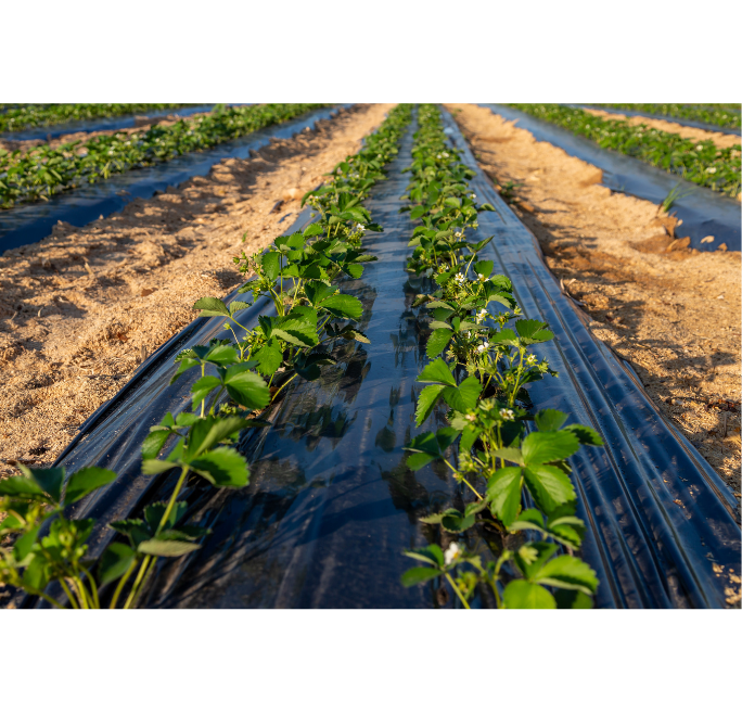 20 Chiodi Ferma Telo Nero - 200mm Per Coperture, Serre E Protezioni | Robusti E Affidabili - Foto 9